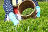 Picking tea leaves and putting them in a bucket