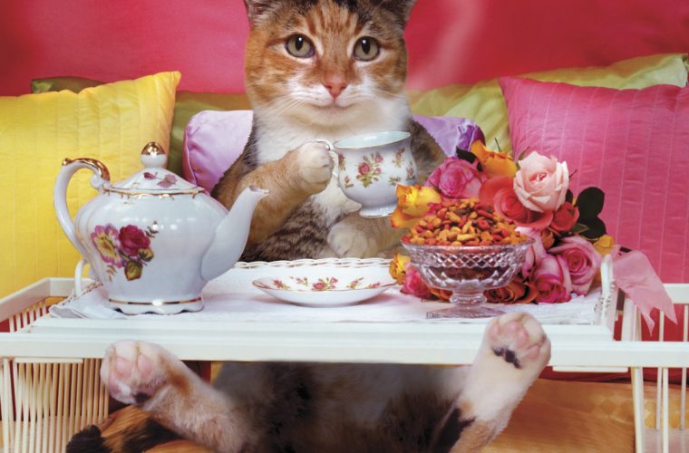 Improve cat odors with tea bags